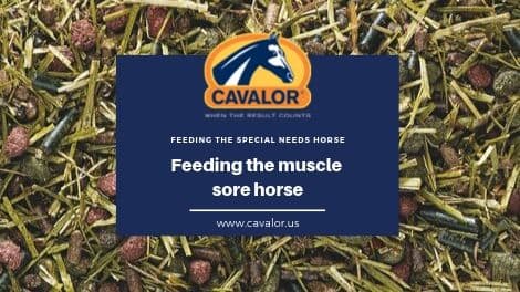 Feeding the muscle sore horse