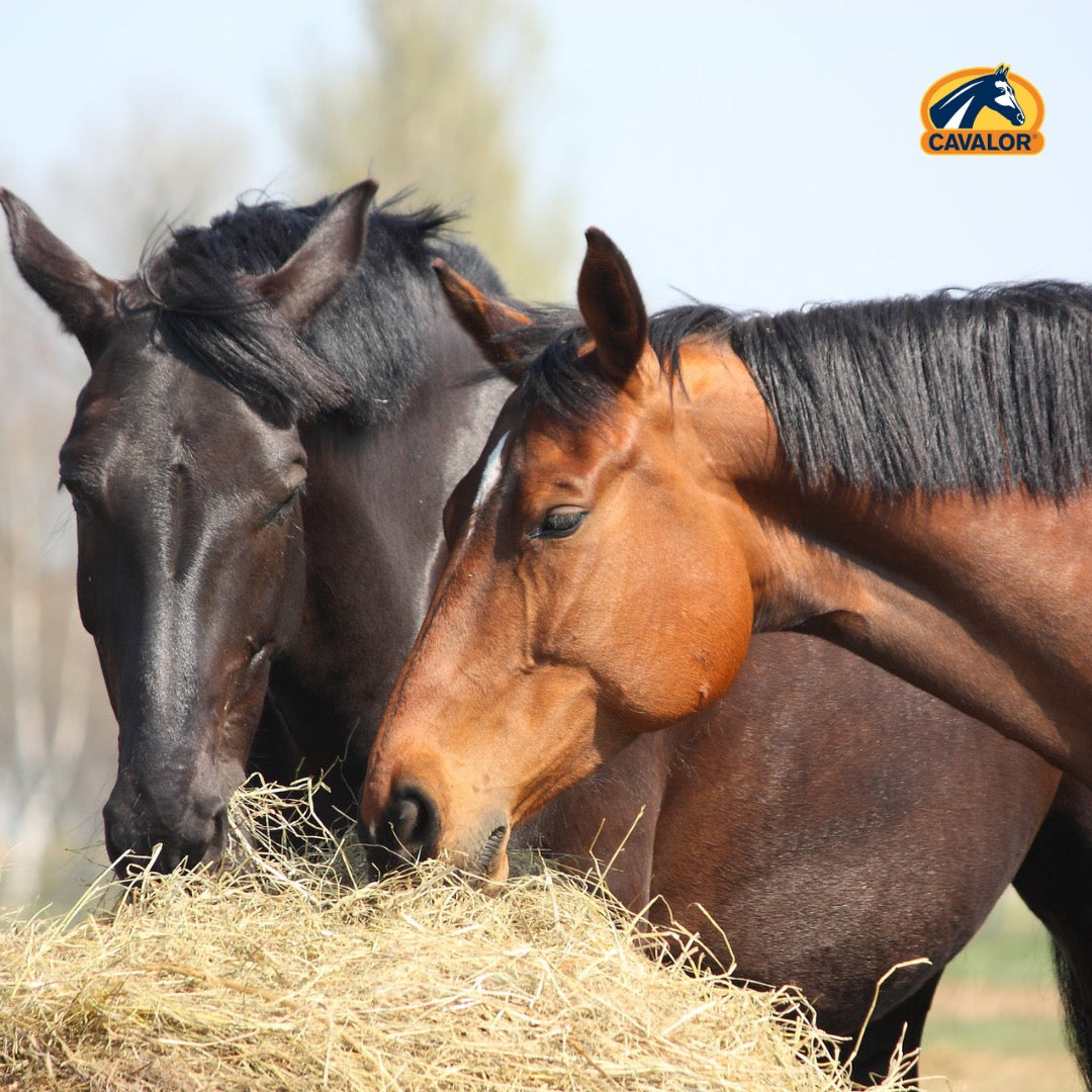 Roughage Analysis – Cavalor Direct