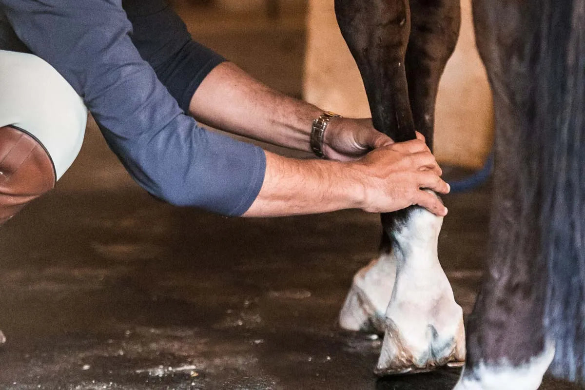 Your Horse’s Tendons