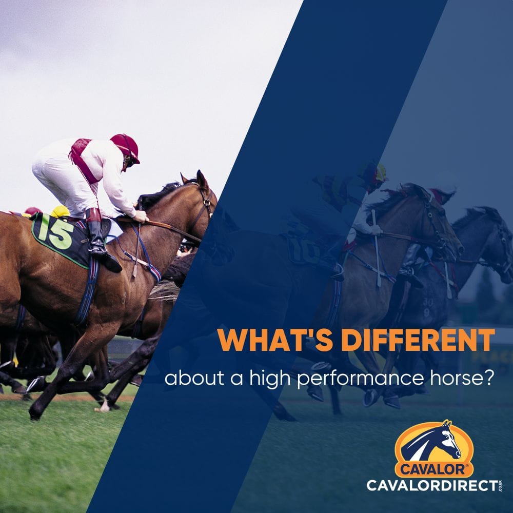 What's different about a high performance horse?