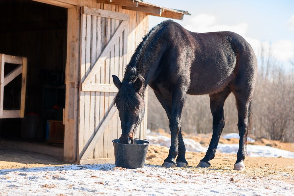 How do you keep your older horse fit in winter?