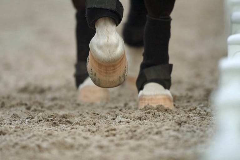 Horse hooves on sand surface